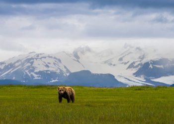 Norte-americana atacada por urso pardo no Alasca