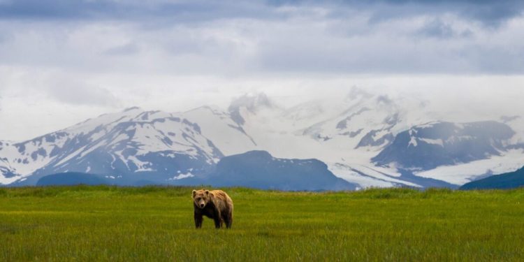 Norte-americana atacada por urso pardo no Alasca