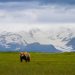 Norte-americana atacada por urso pardo no Alasca
